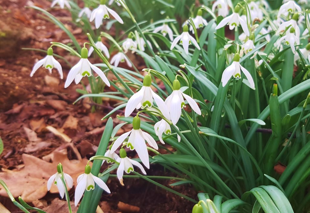 Schneeglöckchen, Galanthus