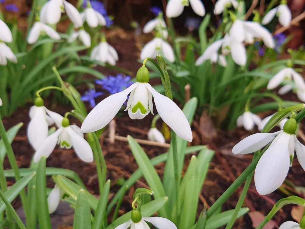 Schneeglöckchen, Galanthus