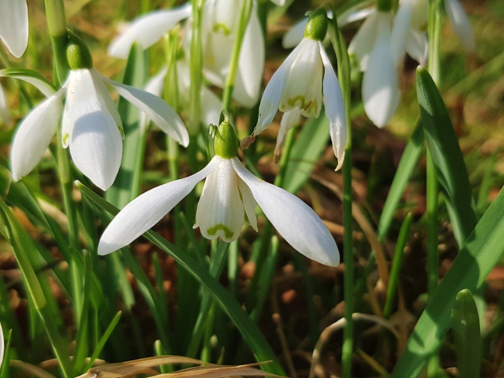 Schneeglöckchen, Galanthus