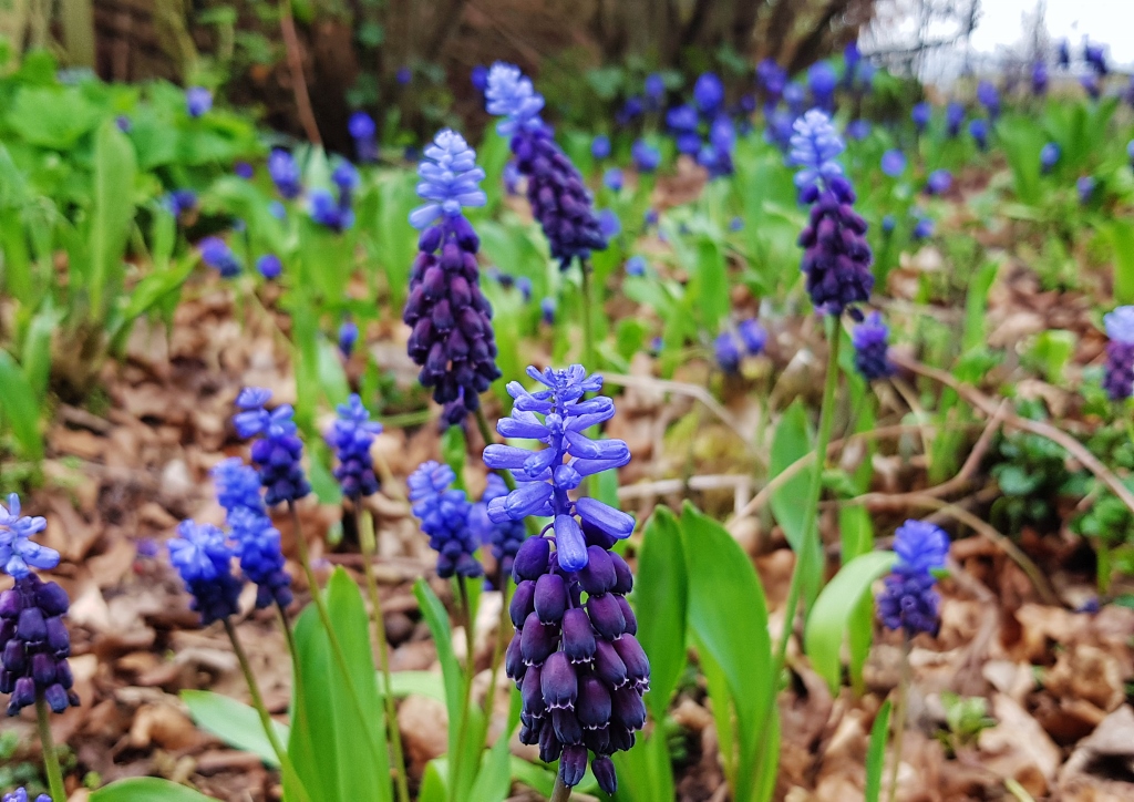 Traubenhyazinte, Zweifarbige Traubenhyazinthe, Muscari, Muscari bicolor, Muscari latifolium 