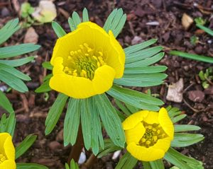 Winterling, Winterlinge, Eranthis