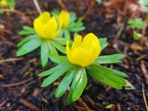 Winterling, Winterlinge, Eranthis