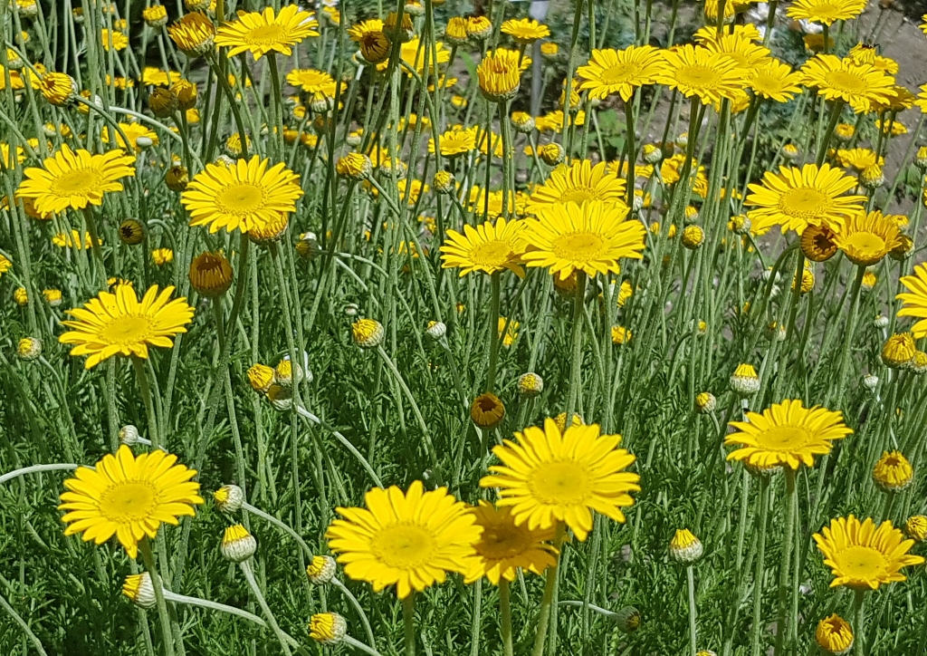 Kamille, Hundskamille, Färberkamille, Färber-Hundskamille, Anthemis tinctoria