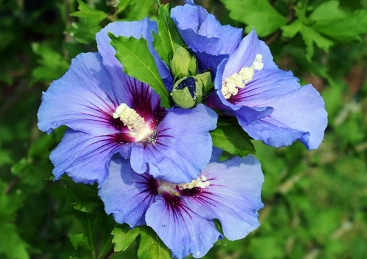 Hibiskus, Hibiscus, blauer Hibiskus, Garteneibisch, Eibisch, Blue Bird, Hibiscus syriacus