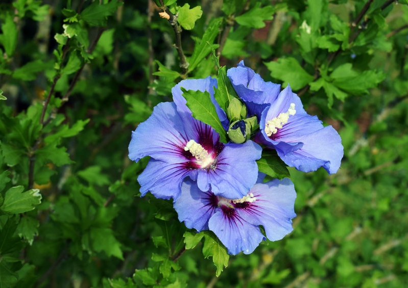 Hibiskus, Hibiscus, blauer Hibiskus, Garteneibisch, Eibisch, Blue Bird, Hibiscus syriacus