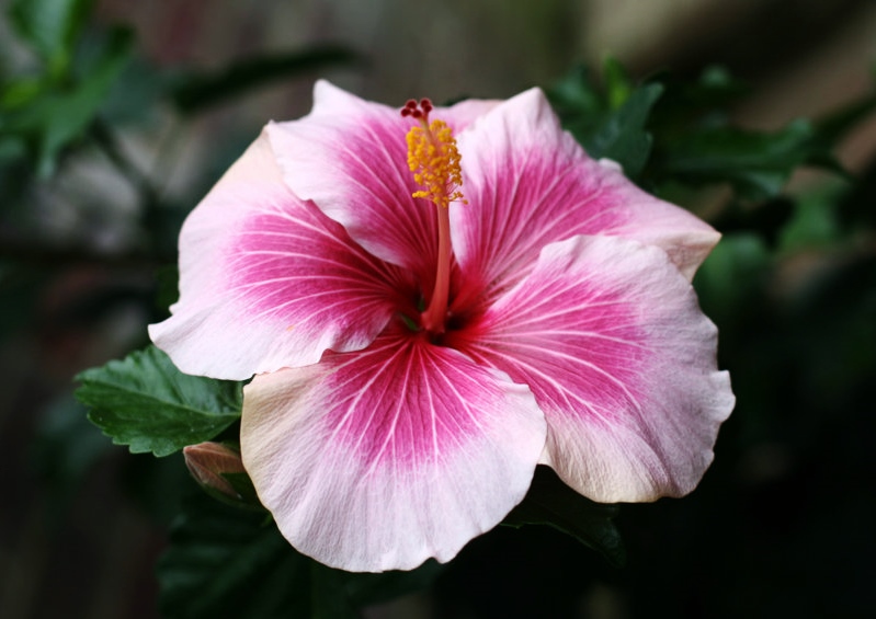 Hibiskus, Hibiscus, Chinesischer Hibiskus, Chinesischer Roseneibisch, Malvengewächse, Malvaceae