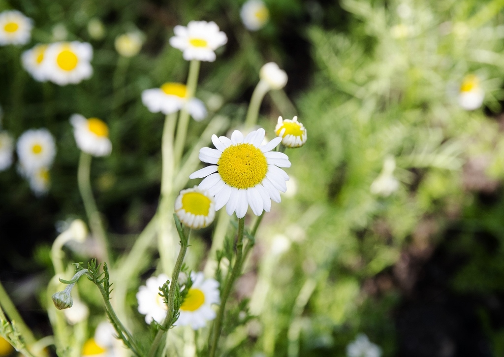 Kamille, Kamillen, Matricaria, Kamillenblüte, Kamillenblüten, Echte Kamille