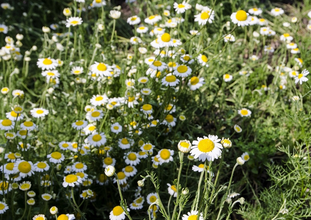 Kamille, Kamillen, Matricaria, Kamillenblüte, Kamillenblüten, Echte Kamille