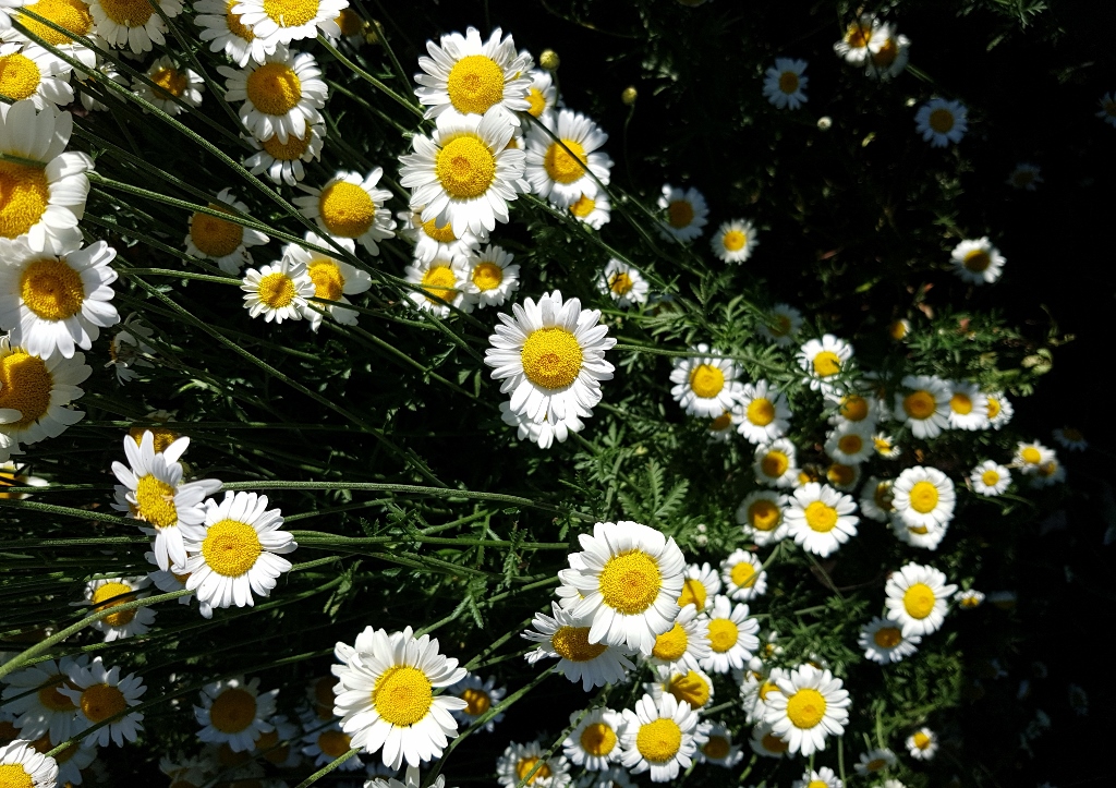 Kamille, Kamillen, Matricaria, Kamillenblüte, Kamillenblüten, Echte Kamille