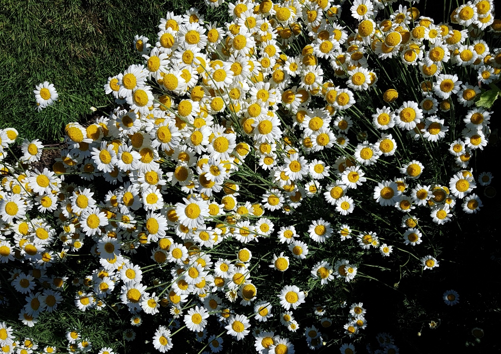 Kamille, Kamillen, Matricaria, Kamillenblüte, Kamillenblüten, Echte Kamille