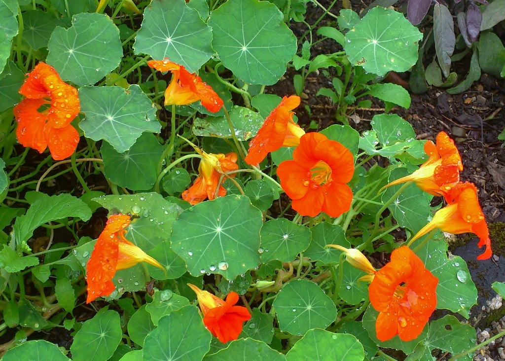 Kapuzinerkresse, Kapuzinerkressen, Tropaeolum