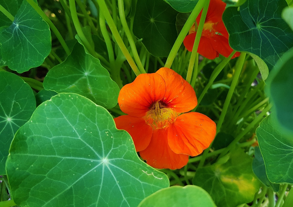 Kapuzinerkresse, Kapuzinerkressen, Tropaeolum