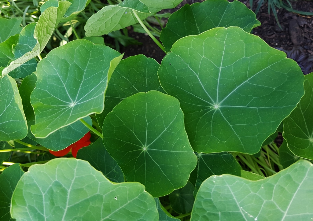 Kapuzinerkresse, Kapuzinerkressen, Tropaeolum