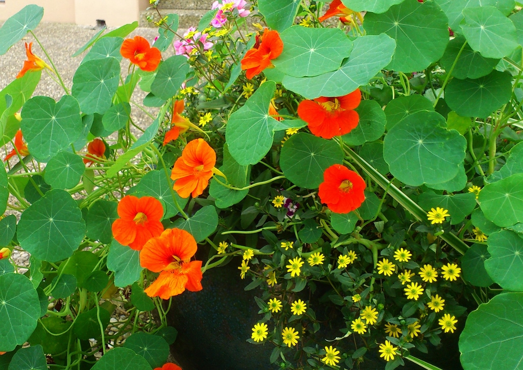 Kapuzinerkresse, Kapuzinerkressen, Tropaeolum