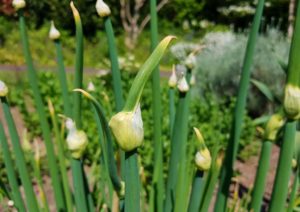 Knoblauch, Allium sativum, Knoblauchzehe, Knoblauchzehen