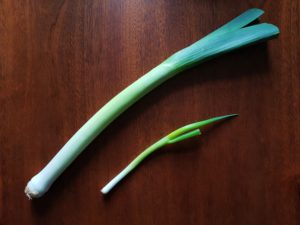 Lauch, Allium, Lauchzwiebel, Lauchzwiebeln