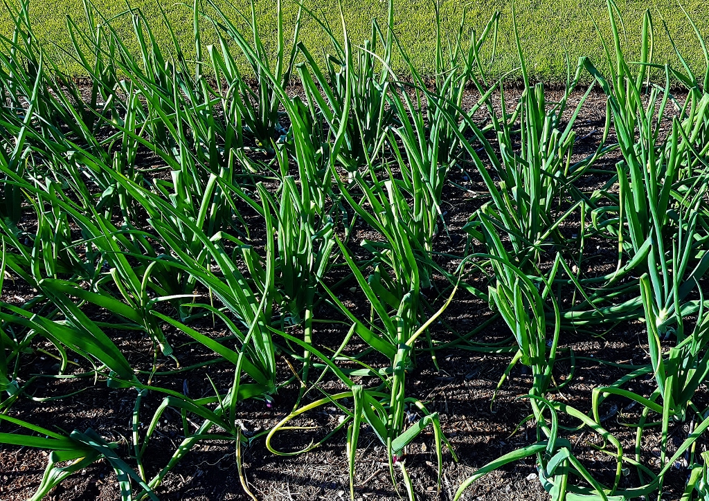 Lauch, Allium, Lauch im Beet, Lauchbeet