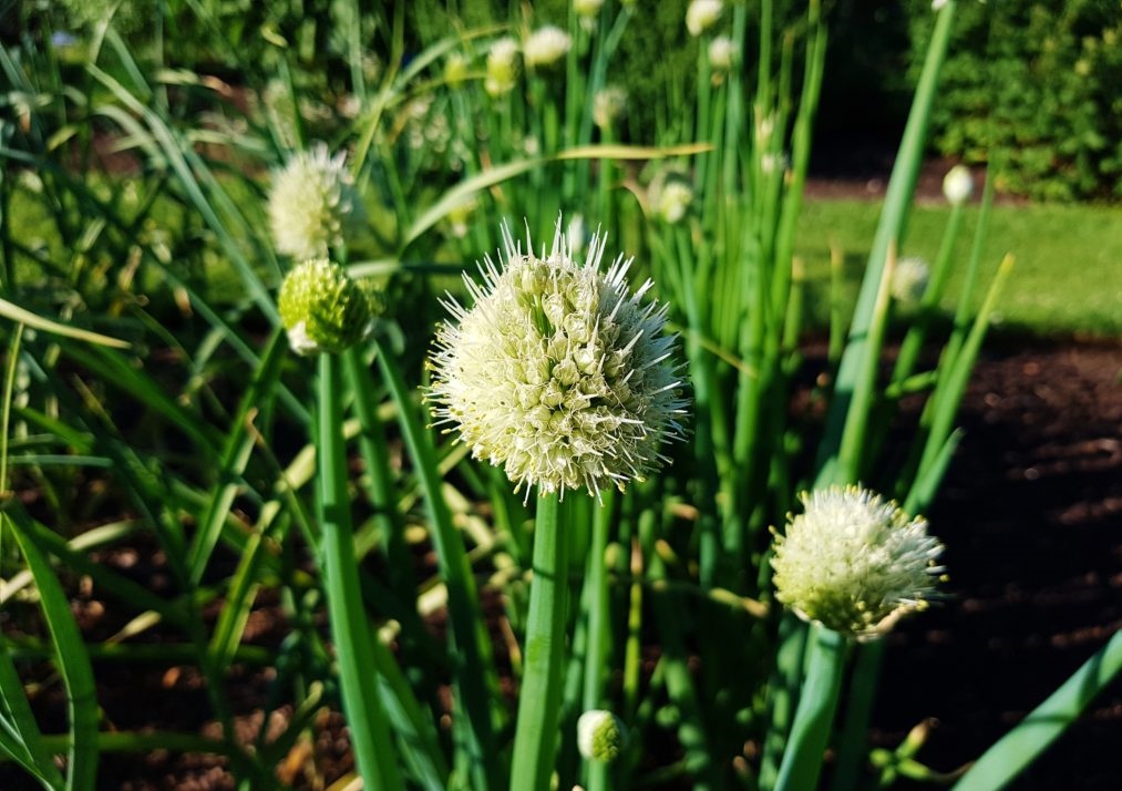 Lauch, Allium, Lauchblüte