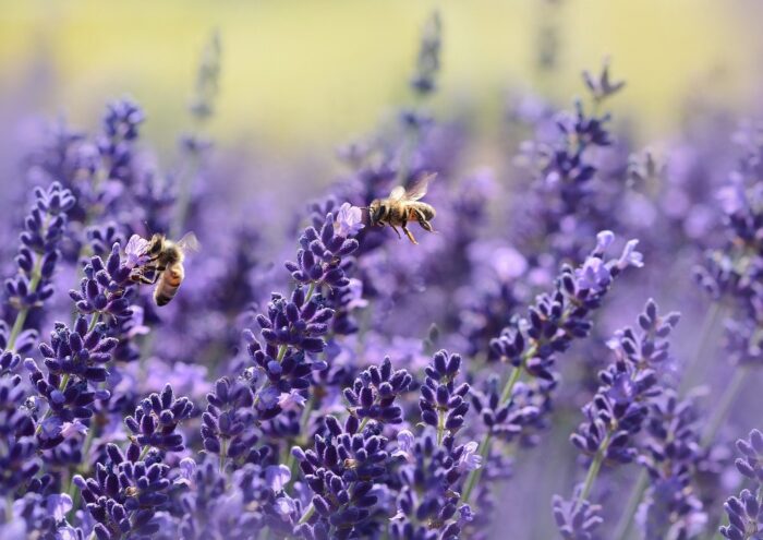 Lavendel, Lavandula, Echter Lavendel, Lavandula officinalis, Nützlingsweide, Bienenweide