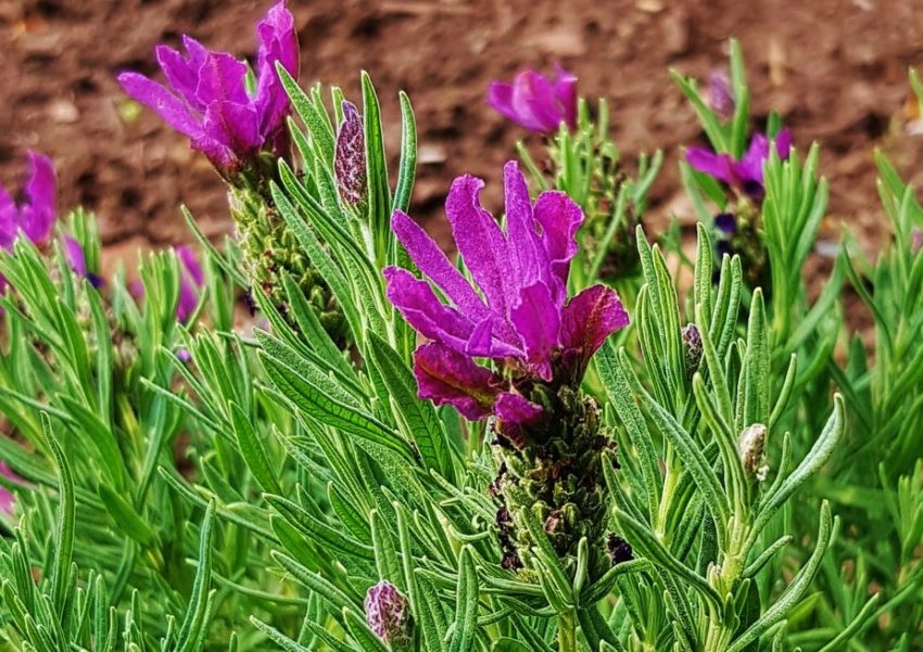 Lavendel, Lavandula