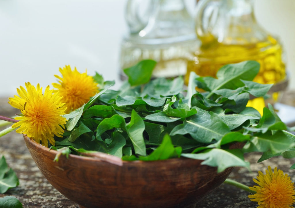 Löwenzahn, Löwenzähne, Pusteblume, Taraxacum, Löwenzahnblätter