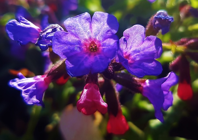 Lungenkraut, Lungenkräuter, Pulmonaria