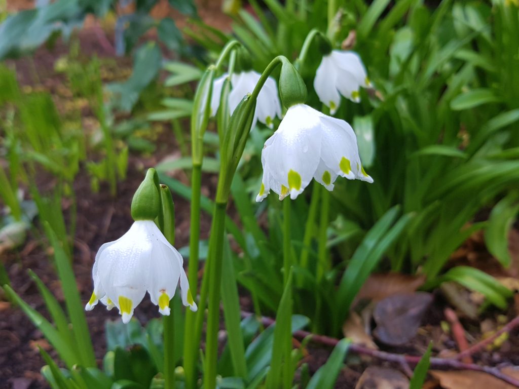 Märzenbecher, Knotenblume, Leucojum