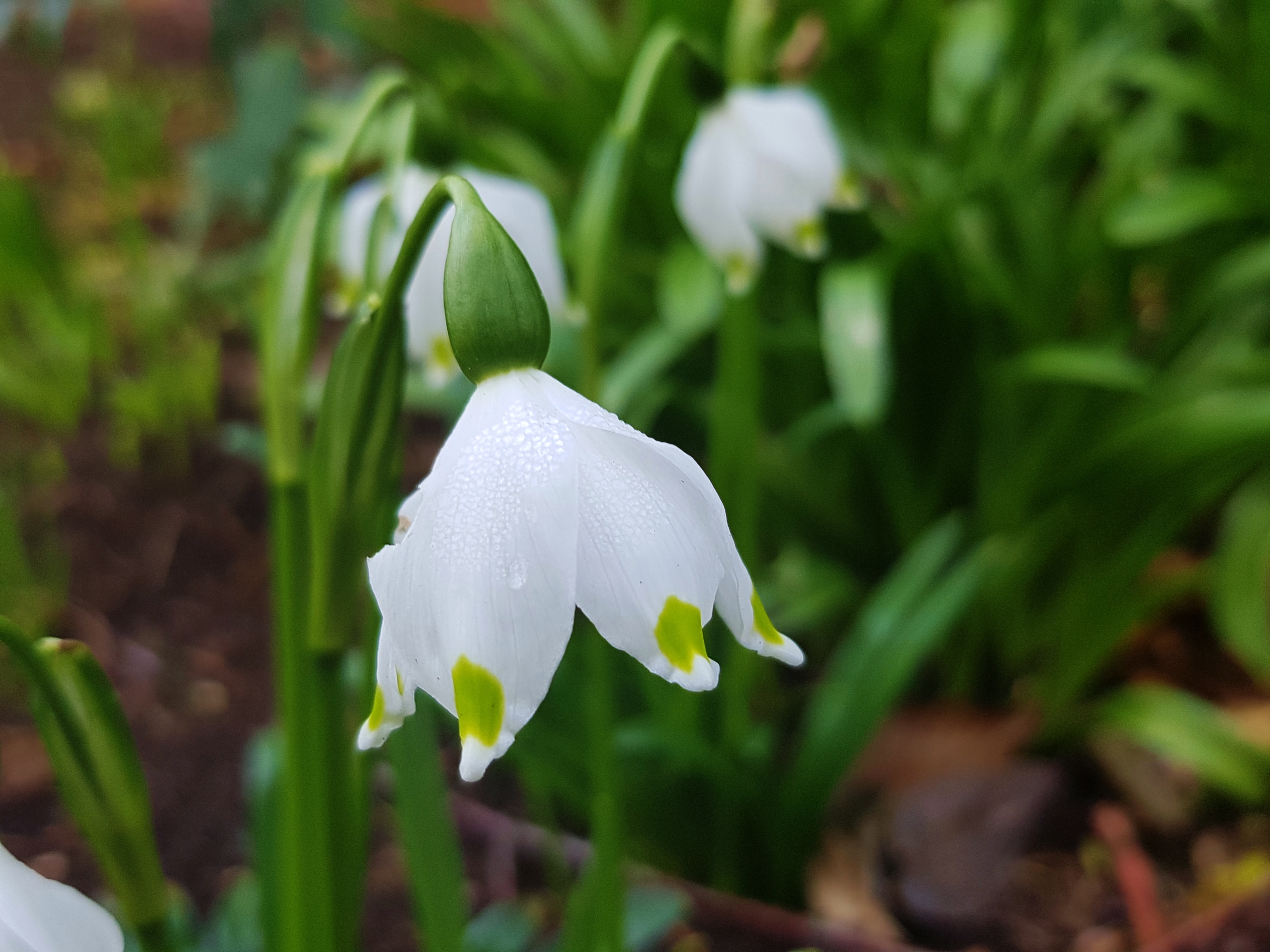 Märzenbecher, Knotenblume, Leucojum