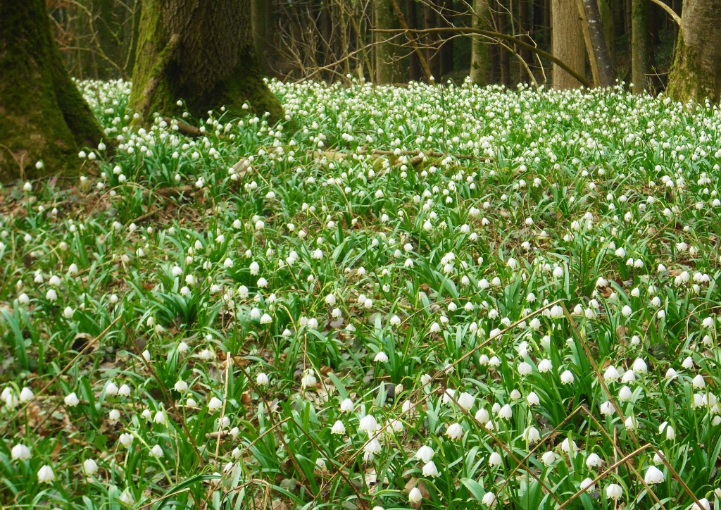 Märzenbecher, Knotenblume, Leucojum, Knotenblumenwiese