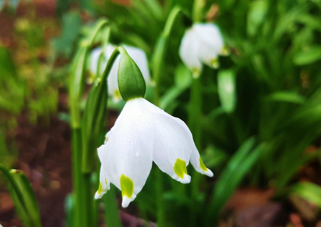 Märzenbecher, Knotenblume, Frühlingsknotenblume, Leucojum, vernum, Das Grüne Archiv