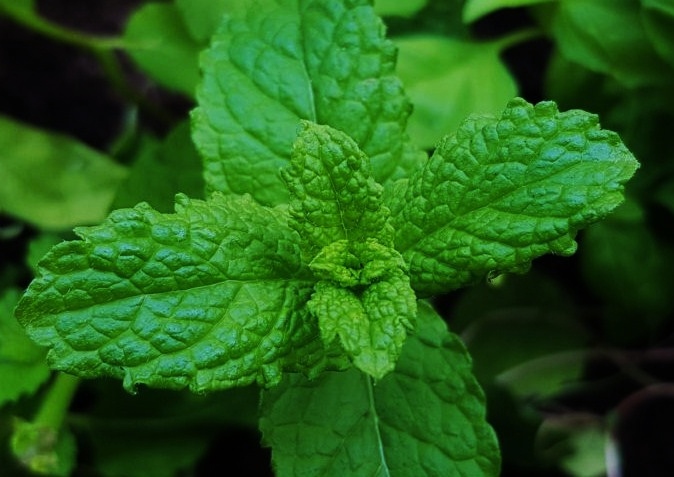 Minze, Minzen, Pfefferminze, Mentha, Mentha piperita