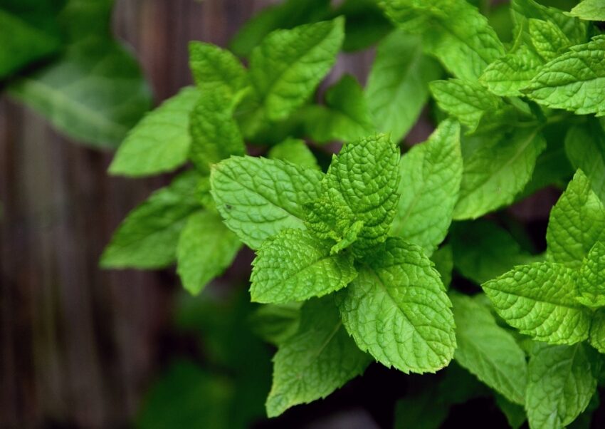 Minze, Grüne Minze, Pfefferminze, Mentha, Mentha spicata, Mentha piperita