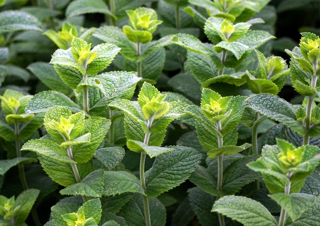 Minze, Grüne Minze, Pfefferminze, Mentha, Mentha spicata, Mentha piperita