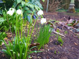 Märzenbecher, Knotenblume, Leucojum