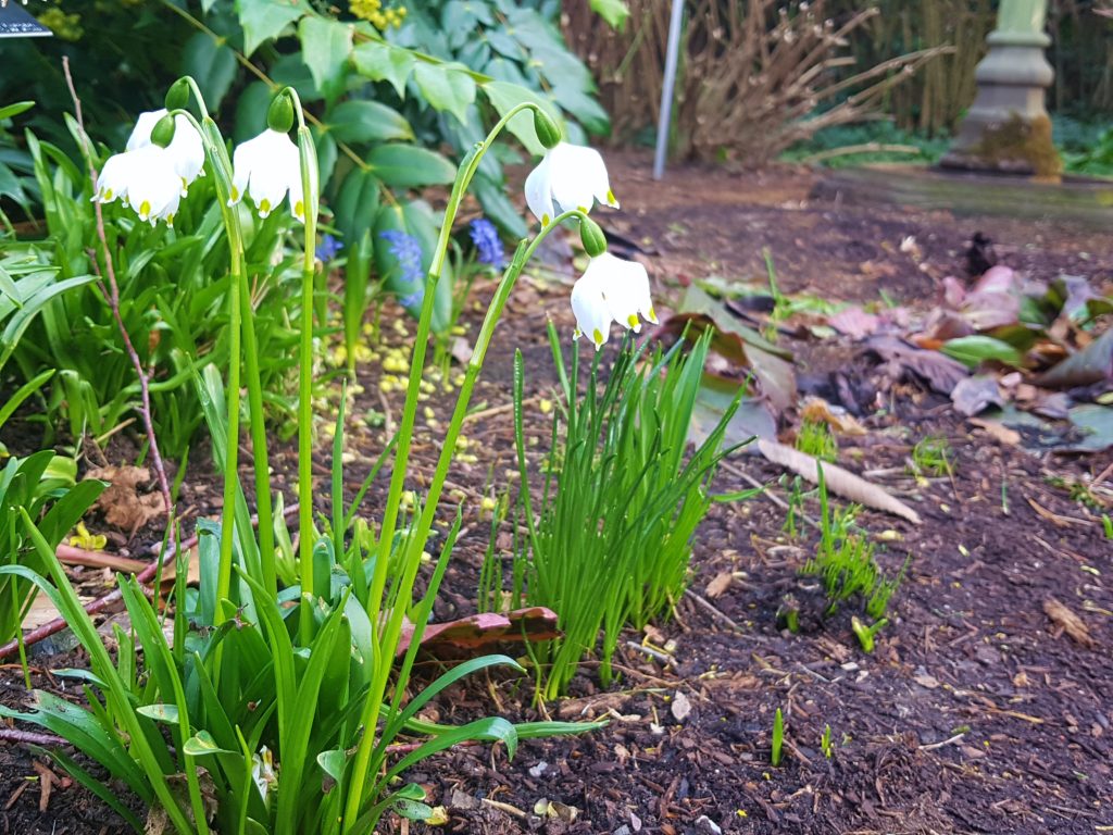 Märzenbecher, Knotenblume, Leucojum