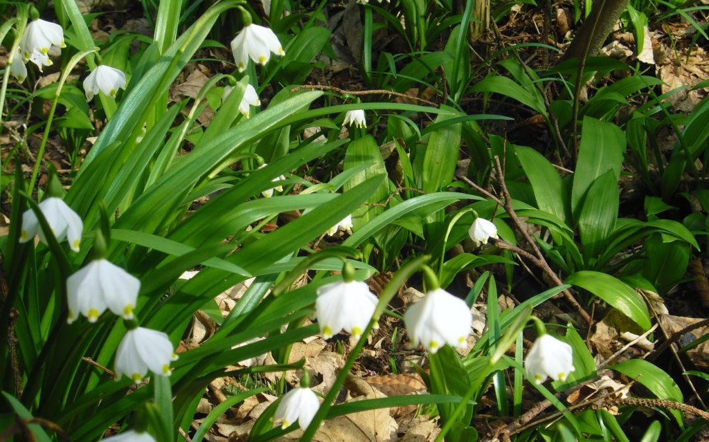 Märzenbecher, Knotenblume, Leucojum