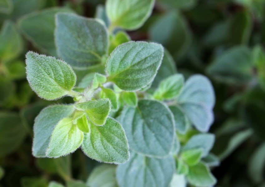 Oregano, Majoran, Dost, Origanum. Origanum majorana