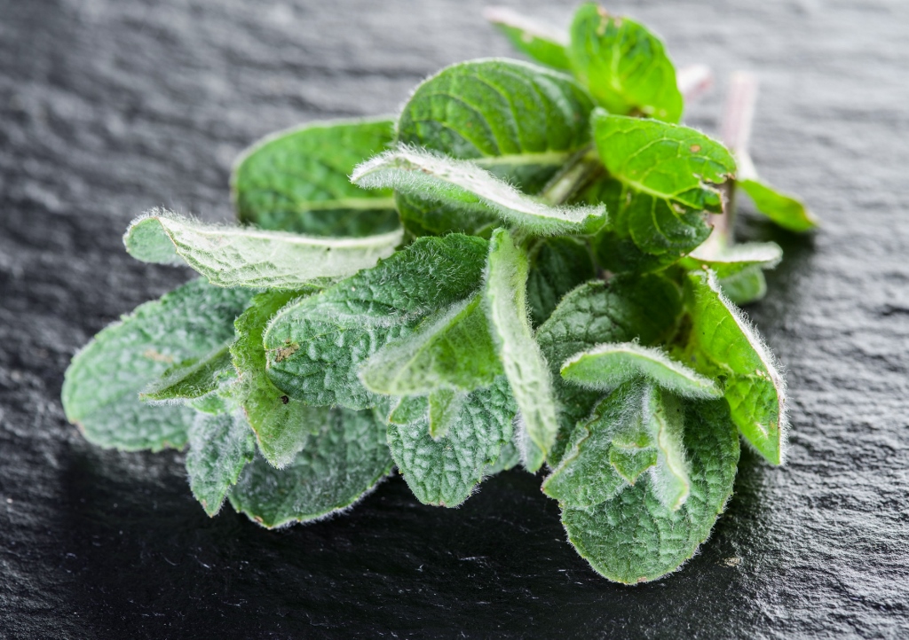 Oregano, Zaatar, Syrischer Ysop, Origanum, Origanum syriacum
