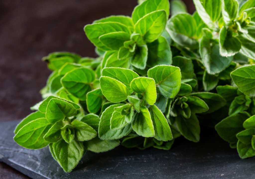 Oregano, Echter Dost, Gemeiner Dost, Origanum, Origanum vulgare