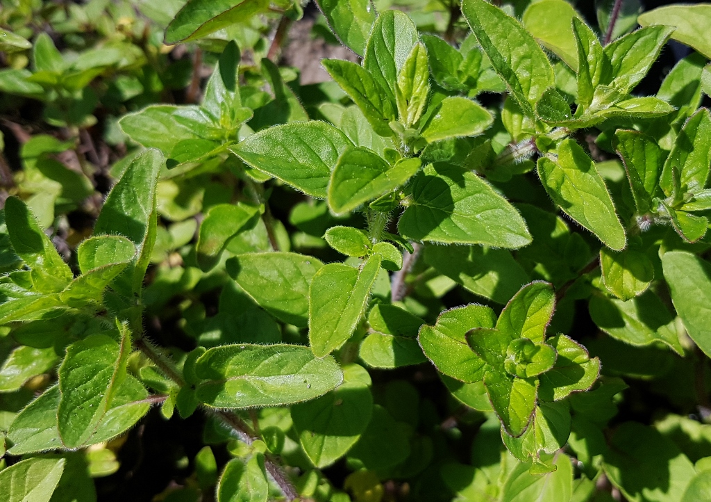 Oregano, Echter Dost, Gemeiner Dost, Origanum, Origanum vulgare