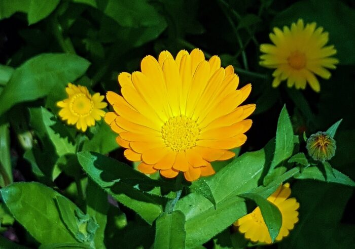 Ringelblume, Ringelblumen, Calendula, Ringelblumenblüte, Ringelblumenblüten