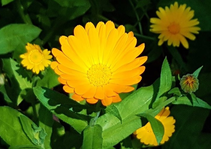 Ringelblume, Ringelblumen, Calendula, Ringelblumenblüte, Ringelblumenblüten