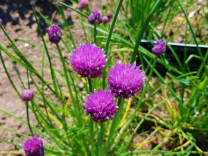 Schnittlauch, Allium schoenoprasum, Schnittlauchblüte