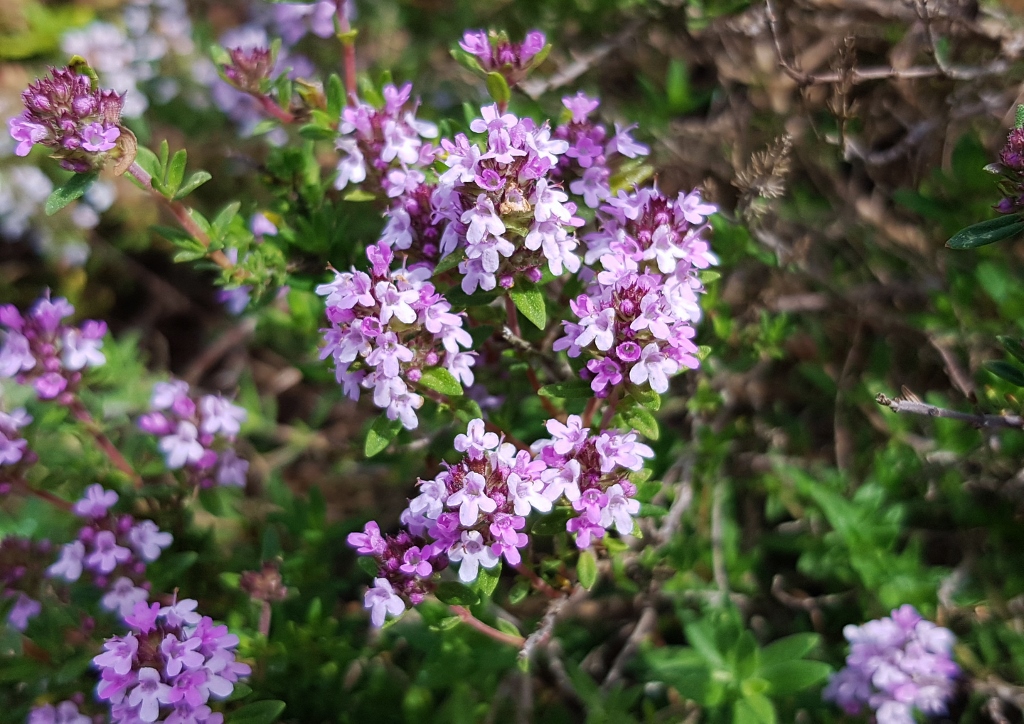 Steppen-Thymian, Steppen-Quendel, Thymian, Quendel, Thymus, Thymus pannonicus