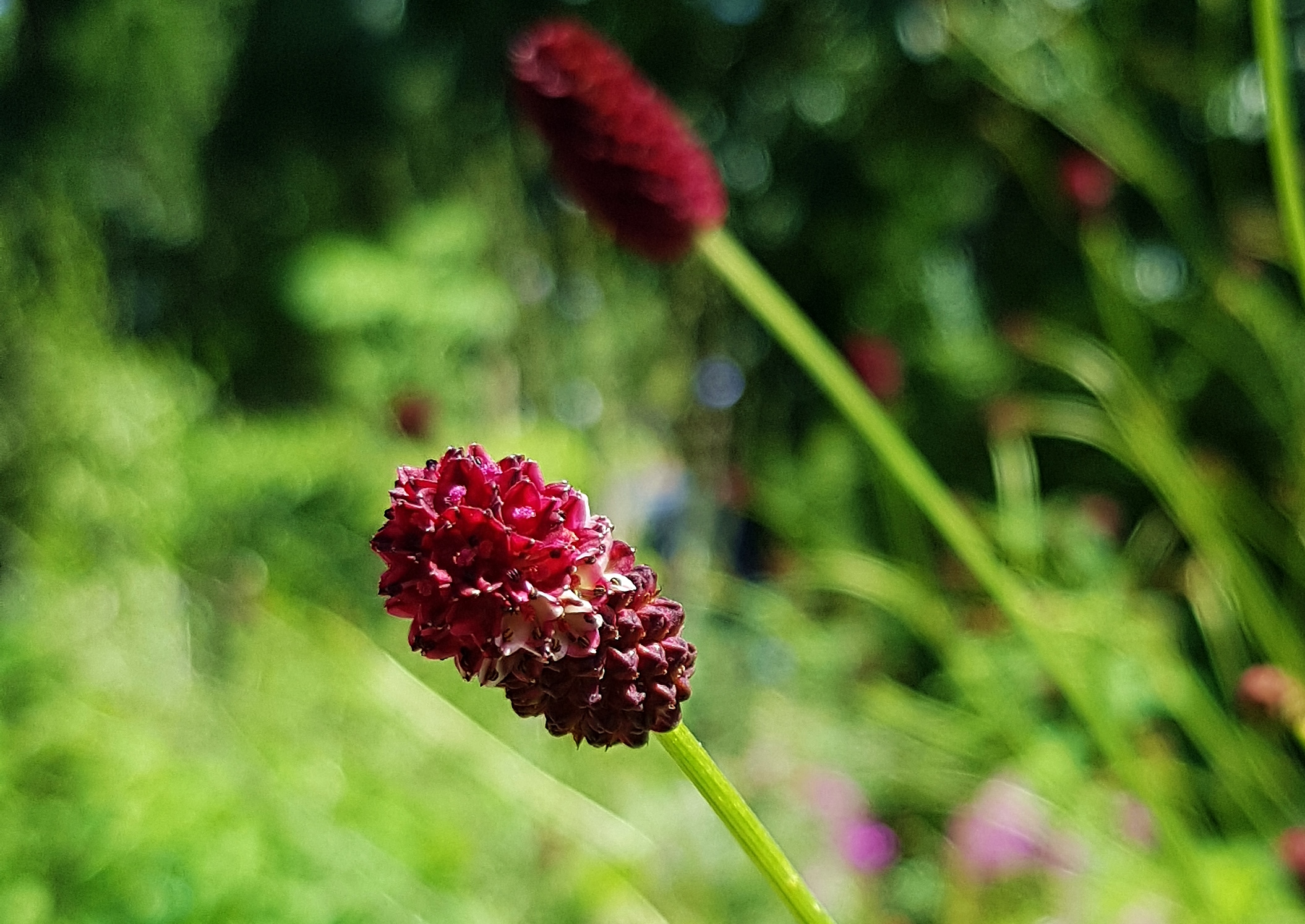Pimpinelle, Pimpernelle, Wiesenknopf, kleiner Wiesenknopf, kleine Pimpinelle, Sanguisorba, Sanguisorma minor