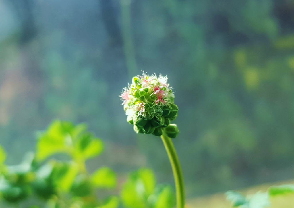 Pimpinelle, Pimpernelle, Wiesenknopf, kleiner Wiesenknopf, kleine Pimpinelle, Sanguisorba, Sanguisorma minor