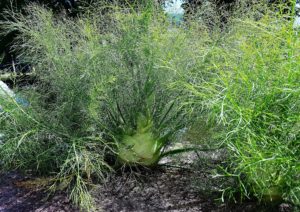 Fenchel, Foeniculum, Foeniculum vulgare