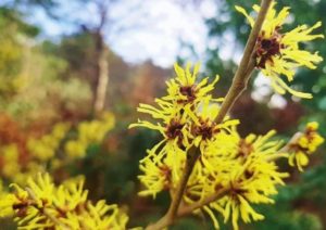 Zaubernuss, Hamamelis