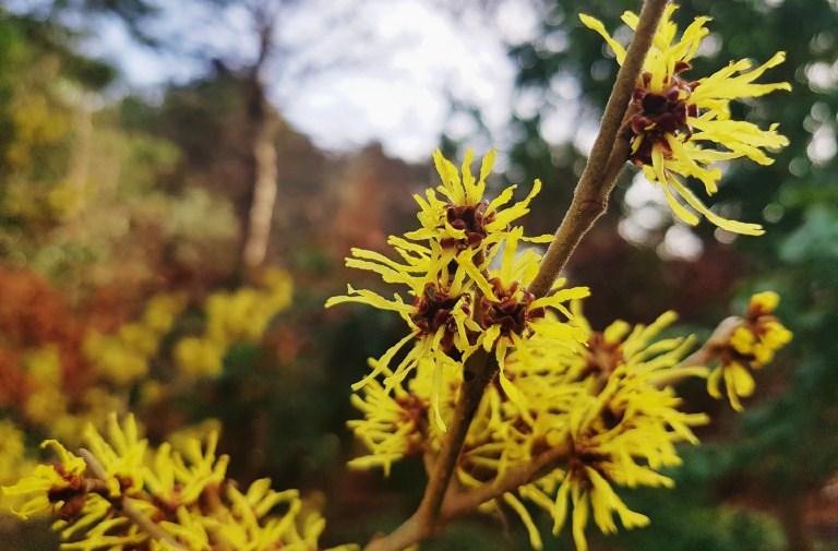 Zaubernuss, Hamamelis
