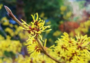 Zaubernuss, Hamamelis